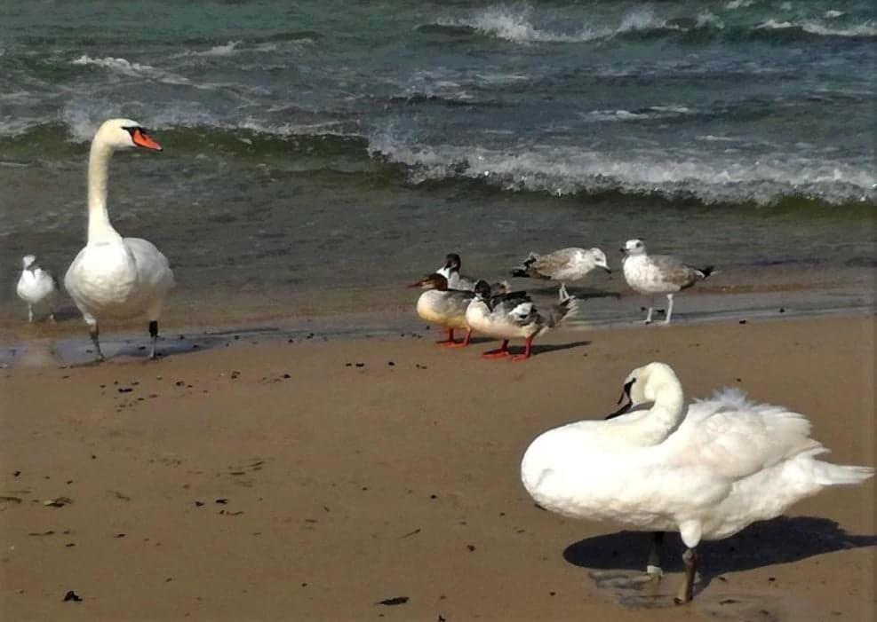 Pokoje Goscinne Neptunia Rusinowo  Bagian luar foto